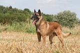 MALINOIS 829